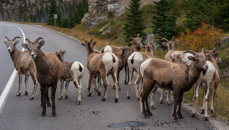 We're Not Moving ... - Banff & Jasper NPs - September 2018