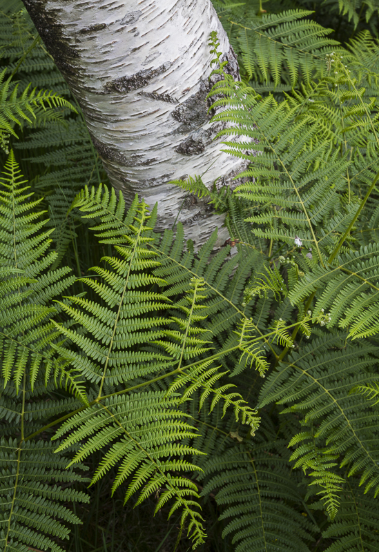 Birch in Bracken - Lake District - Prior to mid 2019