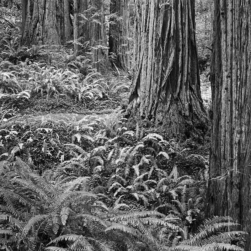 1809 - Redwoods  Ferns - USA - 2008 - Yosemite & the West Coast