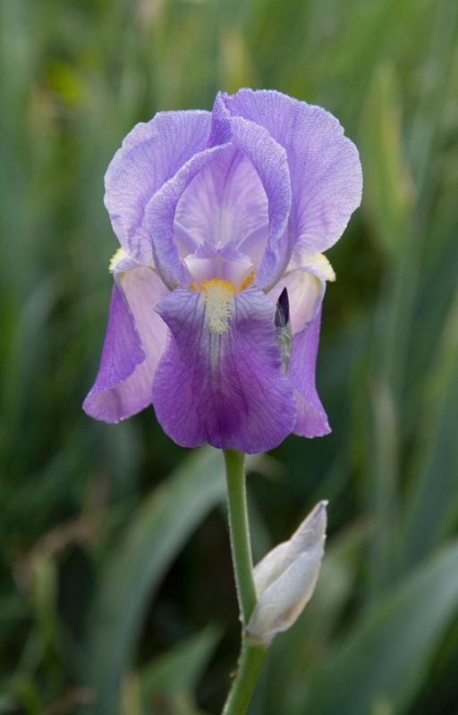 Orvieto - Iris - Umbria - April 2010