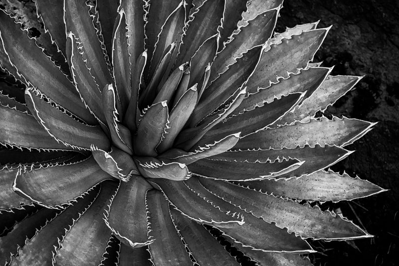 La Gomera-21 - La Gomera - Tropical Garden - July 2019