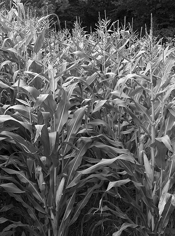 2210 - Wortley Hill Maize - The Cotswold Way - 2009
