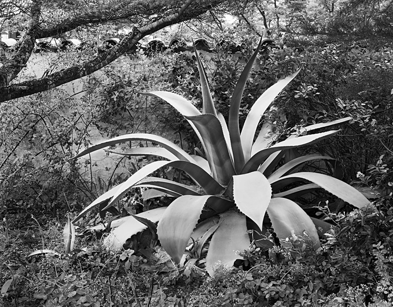 1733 - Agave - Carmel Mission - USA - 2008 - Yosemite & the West Coast