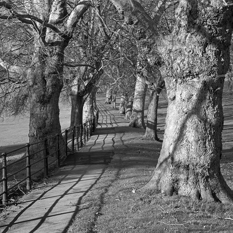 2264 - Fence  Trees - No 1 - The Cotswold Way - 2009
