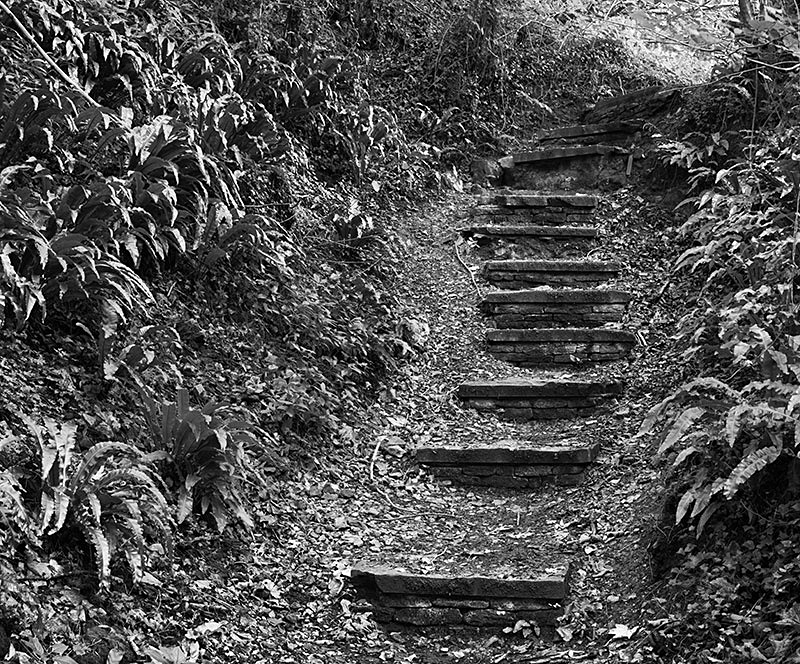 2198 - Hartstongue Ferns  Steps - The Cotswold Way - 2009