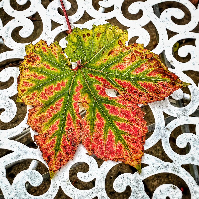 Vine Leaf - Whilst Out and About ...