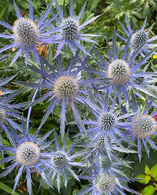 Eryngium - Whilst Out and About ...