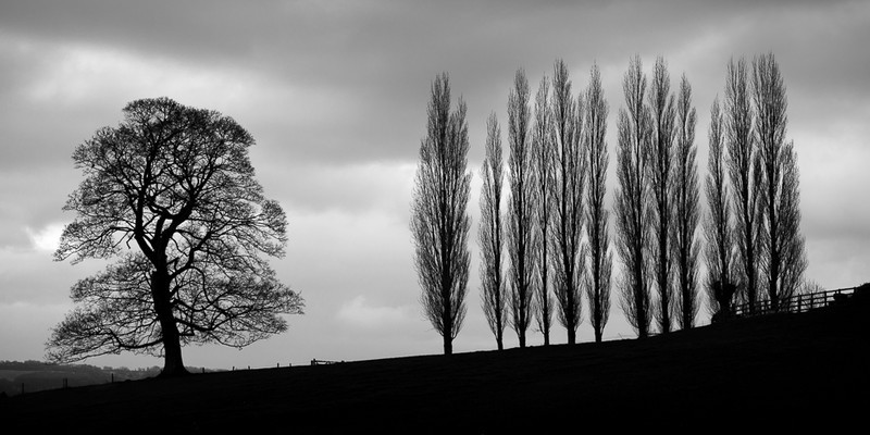 Day 10 - One Oak and Twelve Poplars - The Cotswold Way - 2017/8