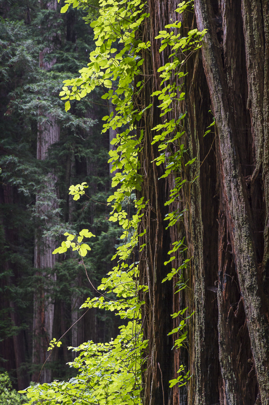Poison Ivy on Redwood - Colour - USA - 2014 - California, Oregon, Washington