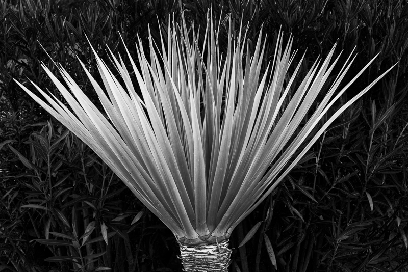 La Gomera-22 - La Gomera - Tropical Garden - July 2019