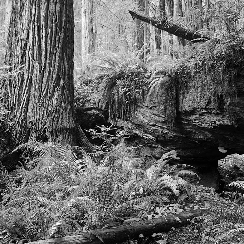 1766 - Redwood Forest Floor - USA - 2008 - Yosemite & the West Coast