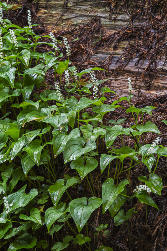 Forest Floor - USA - 2014 - California, Oregon, Washington