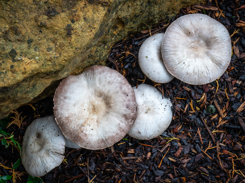 Batsford - 08 - Batsford Arboretum - October 2018