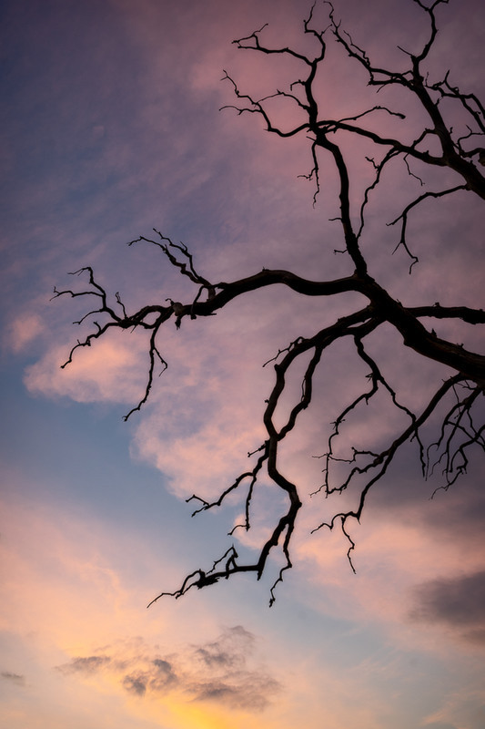 Day 25 - Dawn Branches - On Bredon Hill - 2016