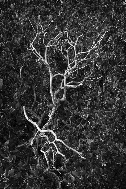 Twigs - USA - 2017 - CA, AZ, UT, CO, NM