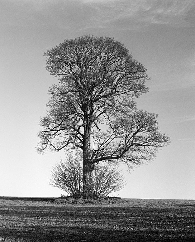 0078 - Lone Oak - Trees & Plants
