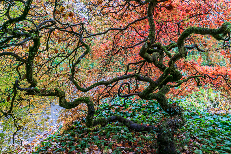 Batsford - 03 - Batsford Arboretum - October 2018
