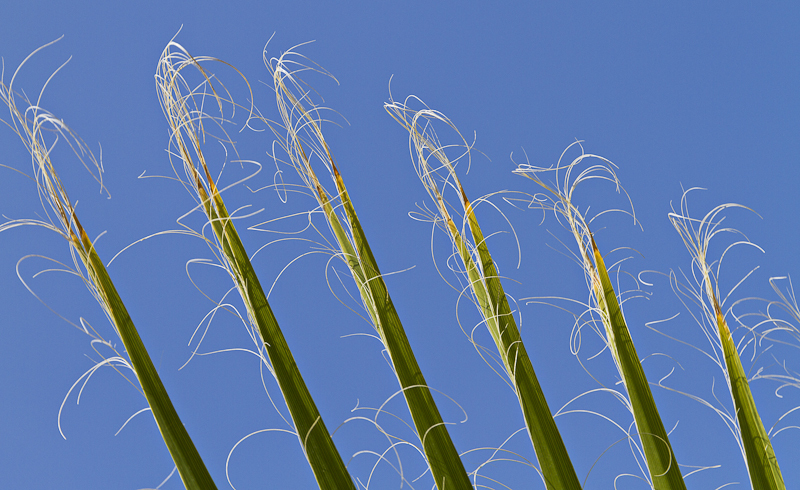 Fan Palm - Puglia - April 2012