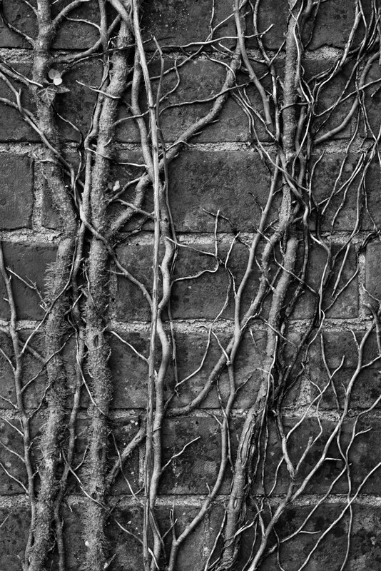 Last Year's Ivy - Droitwich & Worcester Canals & River Severn