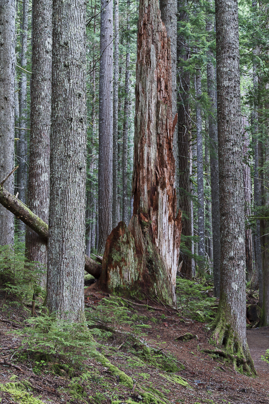 Dusk in Mount Rainier Forest - 3 - USA - 2014 - California, Oregon, Washington