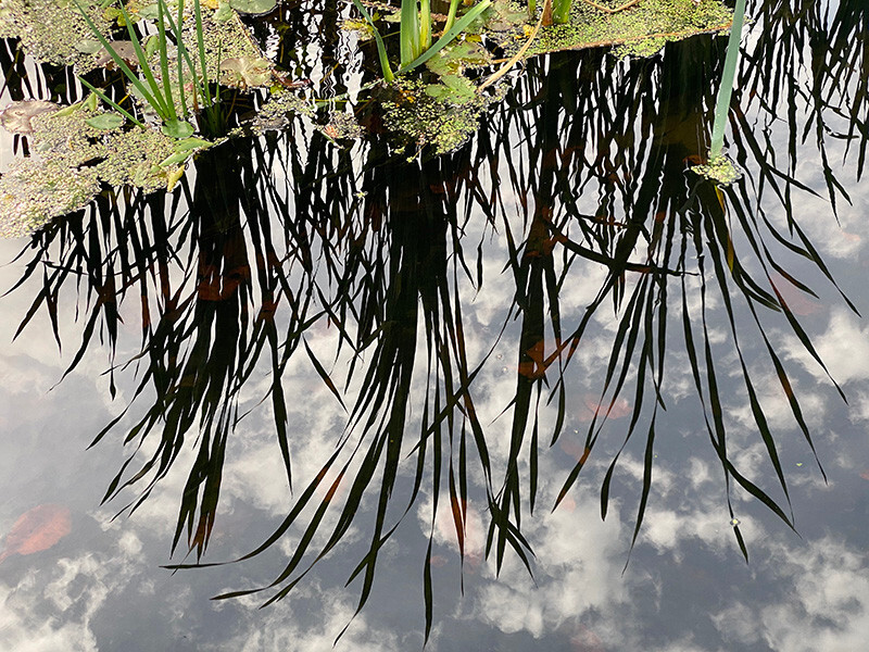 Reflected Reeds - Whilst Out and About ...