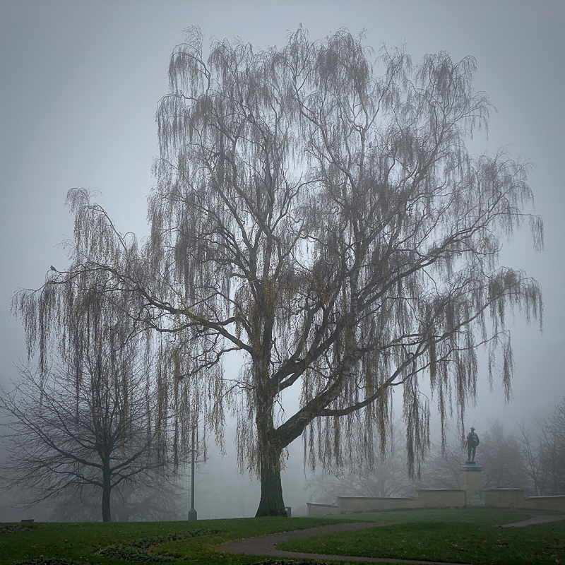 Weeping Birch II - Whilst Out and About ...