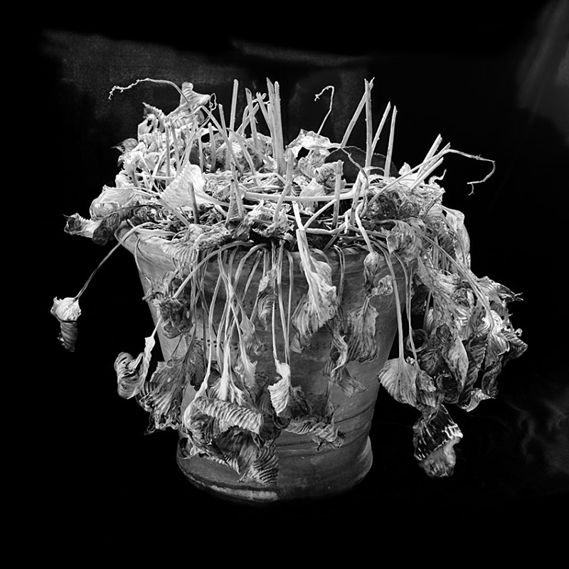 1183 - Hosta Pot 2 - Trees & Plants