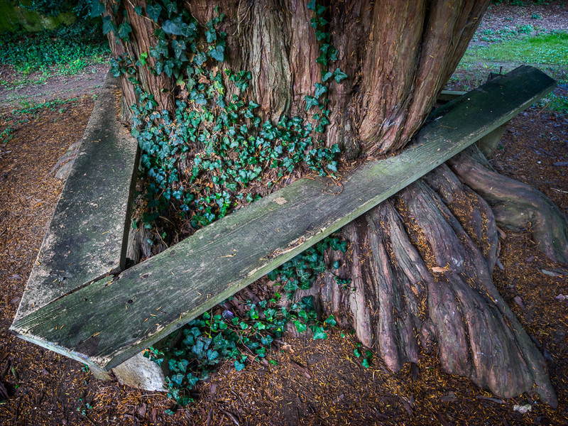 Day 5 - Yew Bench - The Cotswold Way - 2017/8