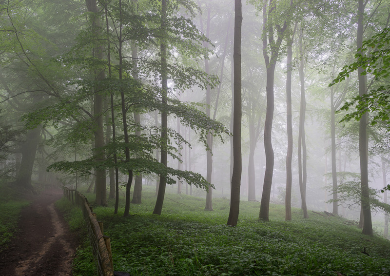 Day 28 - Misty Beeches - On Bredon Hill - 2016