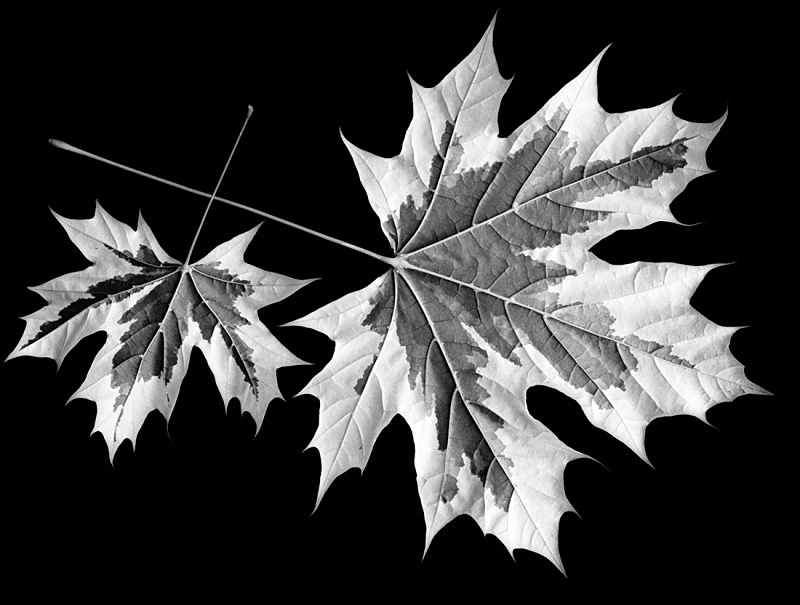 0775 - Variegated Maple Leaves - Trees & Plants