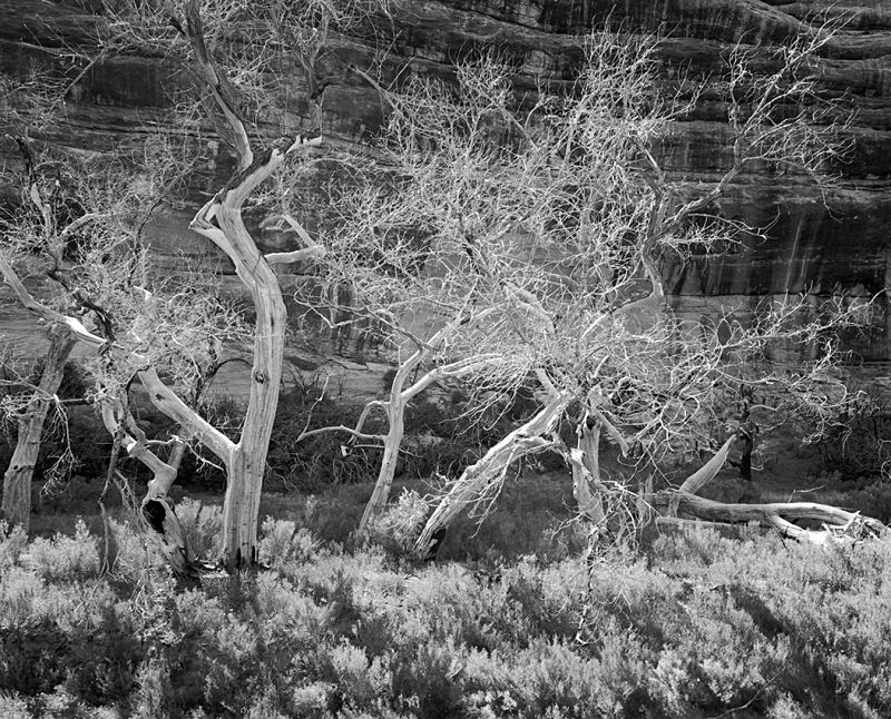 0419 - Dead Cottonwoods - USA - 1996 to 2004 - Utah, Nevada, New Mexico, Arizona & Colorado