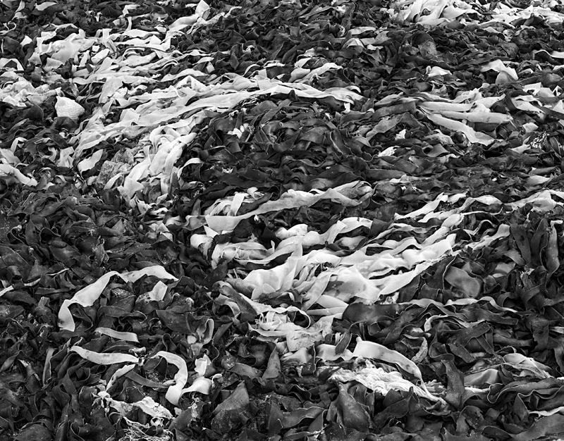 0814 - South Uist Seaweed - Hebrides & Skye - 2004