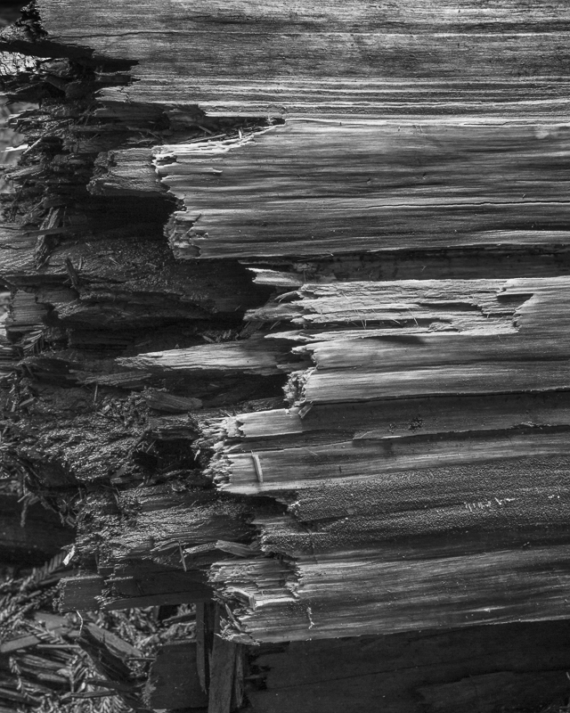 Snapped Redwood - Mono - USA - 2014 - California, Oregon, Washington