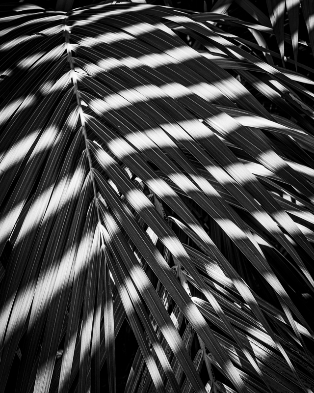 La Gomera-26 - La Gomera - Tropical Garden - July 2019