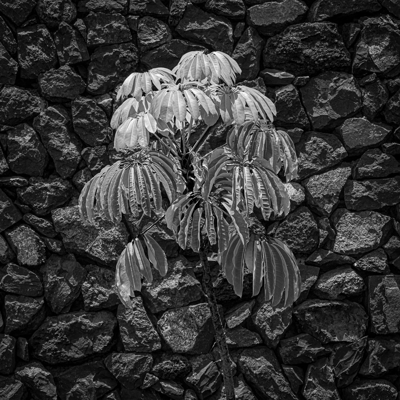 La Gomera-29 - La Gomera - Tropical Garden - July 2019