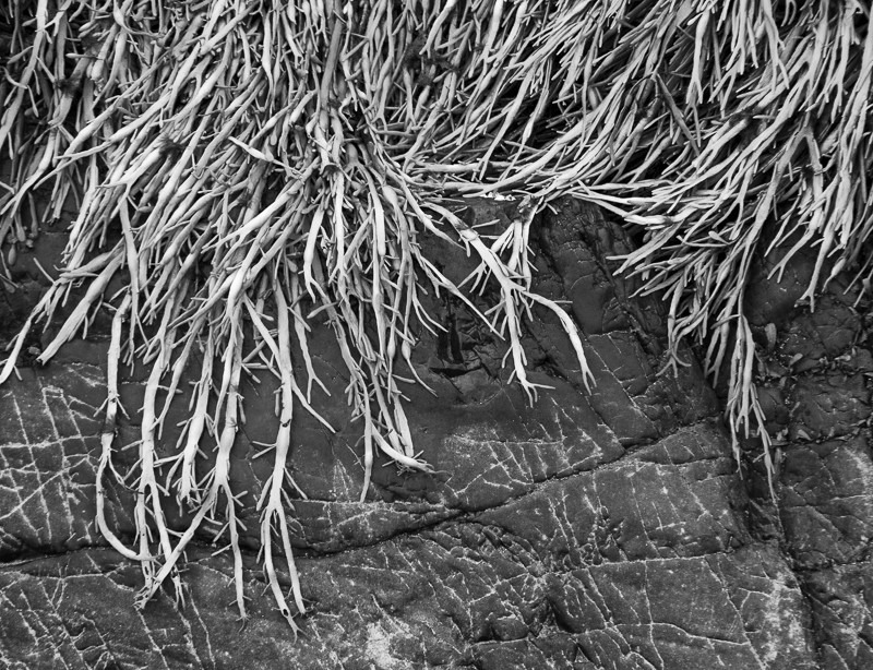 Spikey Seaweed - USA - 2013 - New England