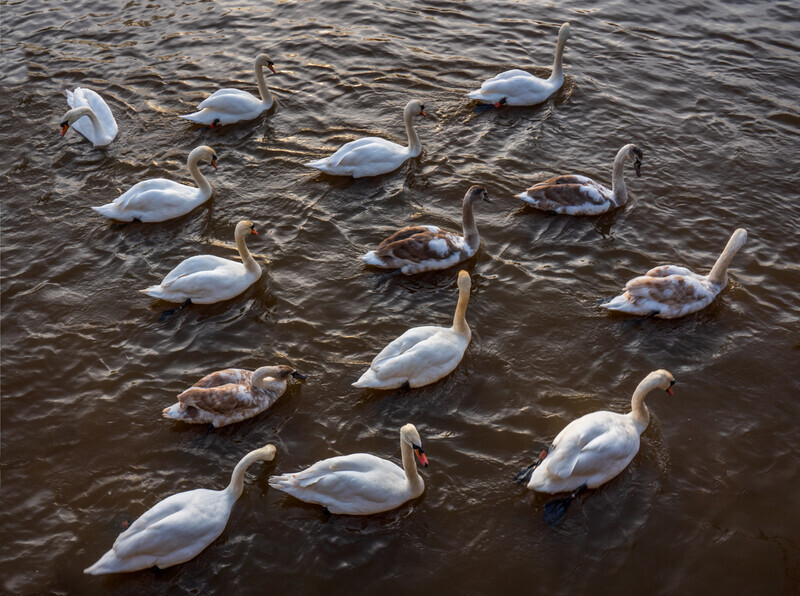 Fourteen Swans - Droitwich & Worcester Canals & River Severn