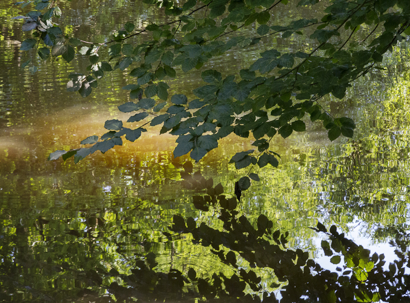 Beech Reflections - Worcester Birmingham Canal