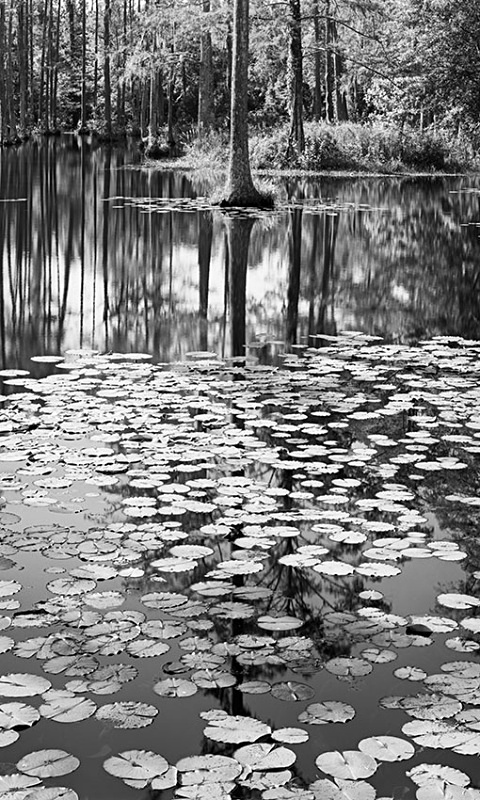 1670 - Lilypad Lake - USA - 2007 - South Carolina & Georgia