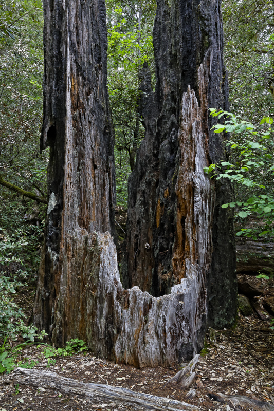 Burnt Giant - USA - 2014 - California, Oregon, Washington