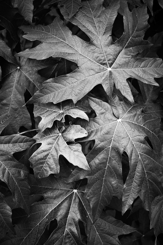 Veined Leaves - USA - 2016 - Wyoming and Washington