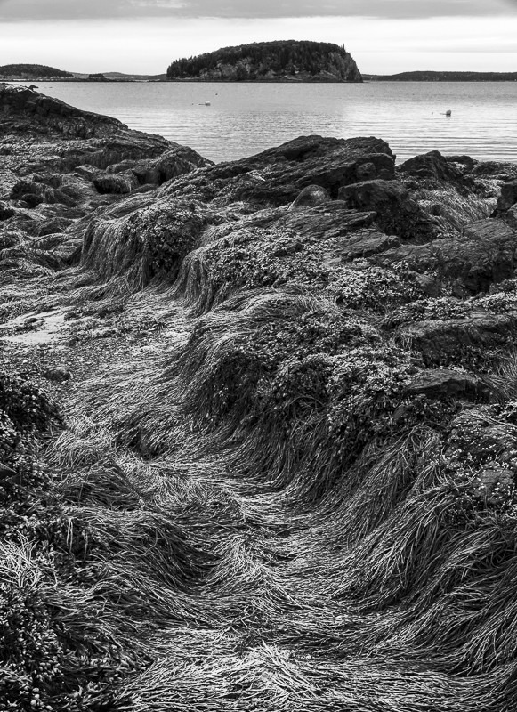 Bladderwrack Isle - USA - 2013 - New England