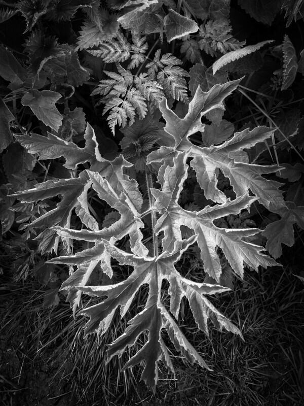 Hogweed Leaf - Droitwich & Worcester Canals & River Severn