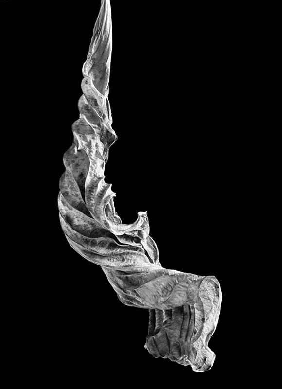 1201 - Dried Hosta Leaf - Trees & Plants