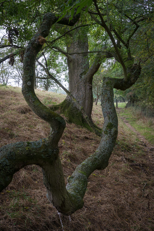 Day 45 - Amazing Branch - On Bredon Hill - 2016