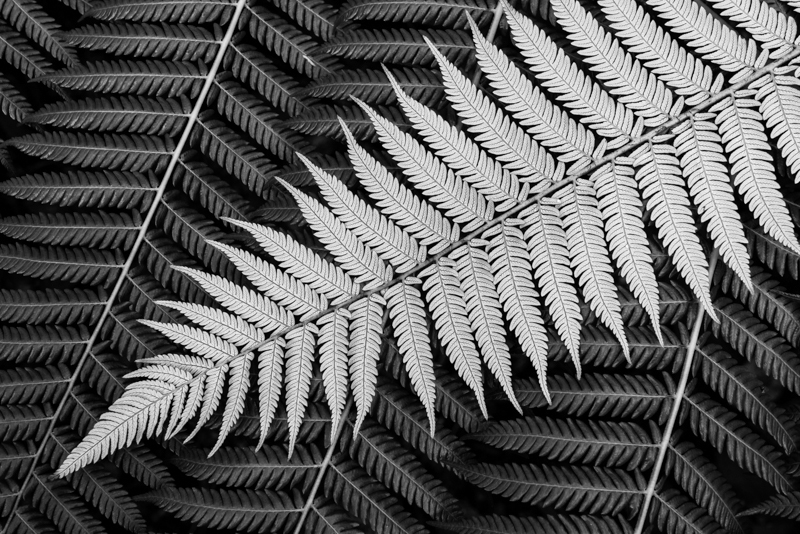 Under Fern - New Zealand’s South Island - 2018