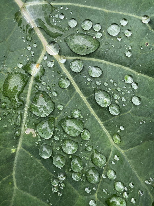 Rain on Leaves - Whilst Out and About ...