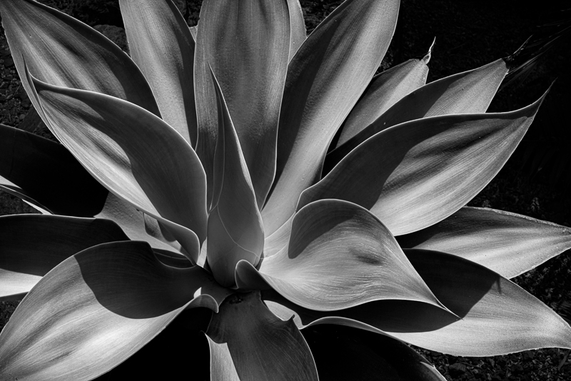 La Gomera-14 - La Gomera - Tropical Garden - July 2019