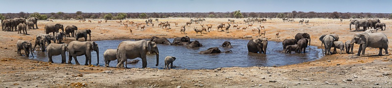 Crowded Waterhole - Etosha - Namibia - 2014