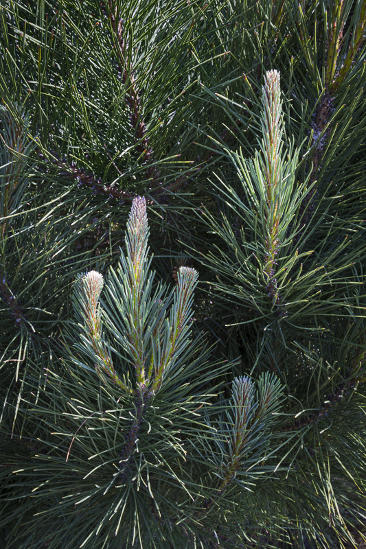 Pine Candles - Colour - USA - 2014 - California, Oregon, Washington